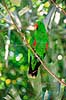 �del papeg�je. �delpapeg�je, han ( Scan af KOL6510 )  Eclectus roratus, Psittacidae Queensland Australien Australien fugle Egentlige papeg�jer, papeg�je, Psittaciformes