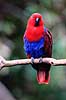 �del papeg�je. �delpapeg�je, hun ( Scan af KOL6508 )  Eclectus roratus, Psittacidae Queensland Australien Australien fugle Egentlige papeg�jer, papeg�je, Psittaciformes