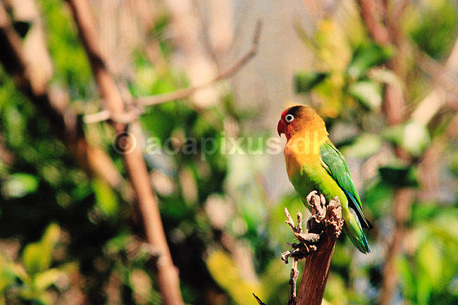 Dv�rgpapeg�je. Nyassa dv�rgpapeg�je ( Scan af KOL3328 ) ; Agapornis lilianae, Psittacidae; Hwange Safari Lodge; Zimbabwe; Afrika; fugle; Egentlige papeg�jer, papeg�je, dv�rgpapeg�jer, Psittaciformes