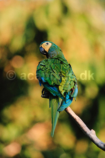 Papeg�je. R�dbuget ara ( Scan af KOL3737 ) ; Ara manilata, Psittacidae; Tambopata-Candamo Reserve; Peru; Sydamerika; fugle; Araer, egentlige papeg�jer, papeg�je, Psittaciformes