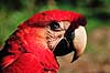 Papeg�je. Lyser�d ara ( Scan af KOL6899 )  Ara macao, Psittacidae Tambopata-Candamo Reserve / Amazonas Peru Sydamerika fugle Araer, egentlige papeg�jer, papeg�je, Psittaciformes