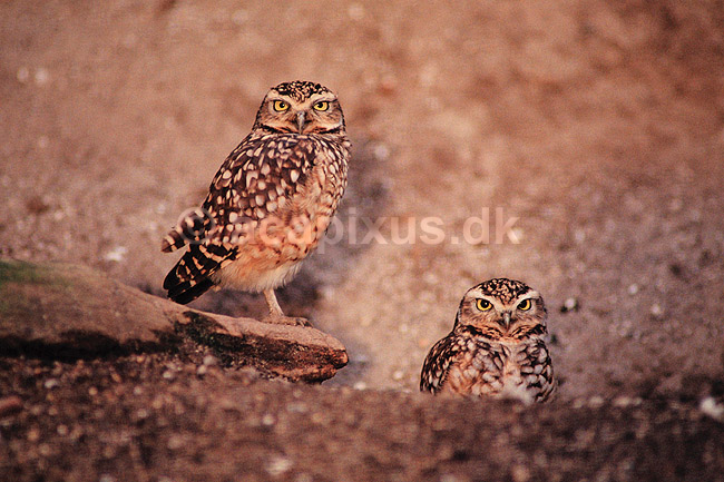 Pr�rieugle. Pr�rie ugle ( Scan af KOL531 ) ; Speotyto cunicularia, Strigidae; K�benhavn ZOO; ; ; fugle; Pr�rieugler, ugler, ugle , Strigiformes