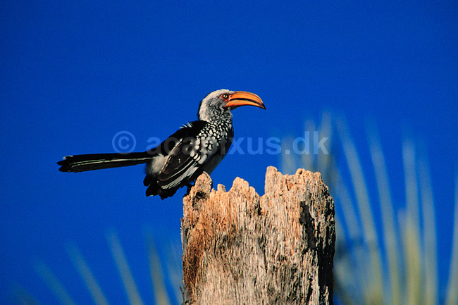 Guln�bbet toko. Guln�bbet toko ( Scan af KOL3333 ) ; Tockus flavirostris, Bucerotidae; Jacks Camp / Makgadikgadi Pans; Botswana; Afrika; fugle; N�sehornsfugle, tokoer