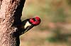 Toppet sk�gfugl. Toppet sk�gfugl ( Scan af KOL3335 )  Trachyphonus vaillantii, Capitonidae Okavango delta Botswana Afrika fugle Sk�gfugle