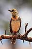 D'Arnauds sk�gfugl. D'Arnauds sk�gfugl ( Scan af KOL5876 )  Trachyphonus darnaudii, Capitonidae Serengeti NP Tanzania Afrika fugle Sk�gfugle
