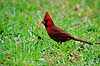 R�d kardinal, han. R�d kardinal, han ( Scan af KOL2228 )  Cardinalis cardinalis, Cardinalinae Corkscrew Swamp Sanctuary / Florida USA Nordamerika fugle Spurvefugle, Passeriformes, Kardinaler