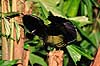 Paradisfugl. Paradisfugl - Victorias riflebird - danser for at g�re kur til hun ( Scan af KOL2612 )  Ptiloris victoriae, Paradisaeidae Queensland Australien Australien fugle Spurvefugle, Passeriformes, Paradisfugle