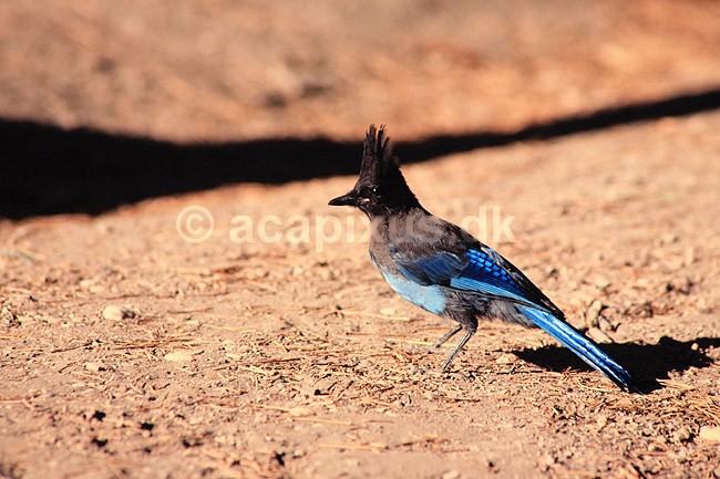 Stellers Skovskade. Stellers Skovskade ( Scan af KOL298 ) ; Cyanocitta stelleri, Corvidae; Bryce Canyon / Utah; USA; Nordamerika; fugle; Spurvefugle, Passeriformes, skader, Kragefugle