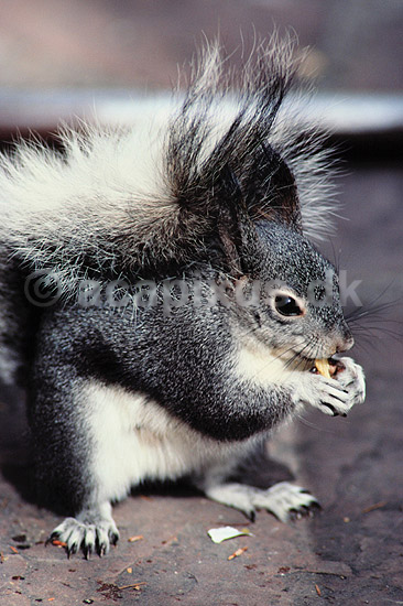Tassel-eared squirrel. Tassel-eared squirrel ( Scan af KOL2230 ) ; Sciurus aberti, Sciuridae; Bandelier National Monument / New Mexico; USA; Nordamerika; pattedyr; Egern, Gnavere, Rodentia