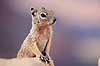 Rock Squirrel. Rock Squirrel ( Scan af KOL315 )  Citellus variegatus, Sciuridae Grand Canyon / Arizona USA Nordamerika pattedyr Egern, Gnavere, Rodentia