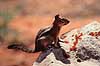 Golden Mantled Squirrel. Golden Mantled Squirrel ( Scan af KOL310 )  Citellus lateralis, Sciuridae Bryce Canyon / Utah USA Nordamerika pattedyr Egern, Gnavere, Rodentia