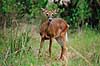 Hvidhalet hjort. Hvidhalet hjort ( Scan af KOL2236 )  Odocoileus virginianus, Cervidae Corkscrew Swamp Sanctuary / Florida USA Nordamerika pattedyr Parrett�ede hovdyr, Artiodactyla, Hjorte