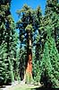 Giant Sequoia. Giant Sequoia, The General Sherman Tree. Verdens mest volumin�se levende organisme. Mammuttr� ( Scan af KOL327 )  Sequoiadendron giganteum, Pinales Sequoia NP / Californien USA Nordamerika Planter N�genfr�ede, Gymnospermae, N�letr�er, Pinales
