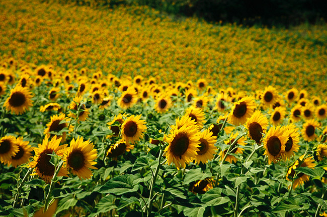 Solsikkemark. Solsikkemark, Solsikke, Solsikker ( Scan af KOL7824 ) ; Helianthus annuus; Toscana; Italien; ; Planter; R�rhannede, Asteranae, Kurveblomst-familien, Asteraceae, Compositae