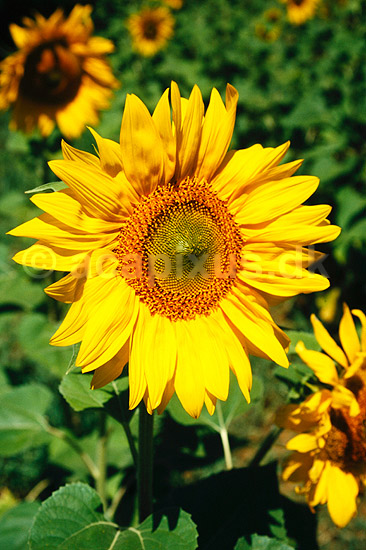 Solsikke. Solsikker ( Scan af KOL7830 ) ; Helianthus annuus; Toscana; Italien; ; Planter; R�rhannede, Asteranae, Kurveblomst-familien, Asteraceae, Compositae