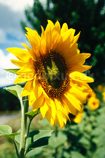 Solsikke. Solsikker ( Scan af KOL7829 ) ; Helianthus annuus; Toscana; Italien; ; Planter; R�rhannede, Asteranae, Kurveblomst-familien, Asteraceae, Compositae