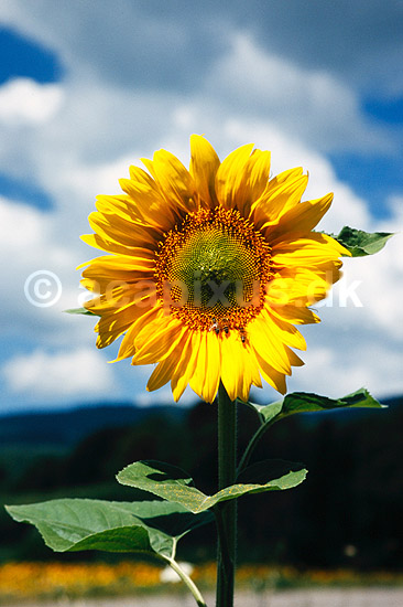 Solsikke. Solsikker ( Scan af KOL7827 ) ; Helianthus annuus; Toscana; Italien; ; Planter; R�rhannede, Asteranae, Kurveblomst-familien, Asteraceae, Compositae