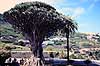 Drageblodstr�. 3000 �r gammelt Drageblodstr� ( Scan af KOL849 )  Dracaena draco, Convallariaceae Icod de los Vinos / Tenerife Spanien  Planter Konval-familien, Convallariaceae