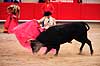 Tyref�gtning. Matadoren udf�rer de indledende capa-man�vre for at l�re tyren at kende. Capa'en er det pink/gule kl�de torero'erne arbejder med tyren med INDEN den har modtaget banderillos ( Scan af KOL600 )   Plaza de Toros Monumental / Barcelona Spanien   Matador, tyref�gter