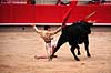 Tyref�gtning. Matadoren udf�rer en man�vre med den blodr�de muleta kappe ( Scan af KOL608 )   Plaza de Toros Monumental / Barcelona Spanien   Matador, tyref�gter