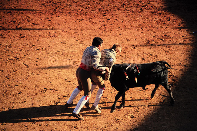 Tyref�gtning. Portugisisk tyref�gtning i Lagos ved Algarvekysten ( Scan af KOL46 ) ; ; Lagos; Portugal; ; ; Matador, tyref�gter