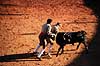 Tyref�gtning. Portugisisk tyref�gtning i Lagos ved Algarvekysten ( Scan af KOL46 )   Lagos Portugal   Matador, tyref�gter