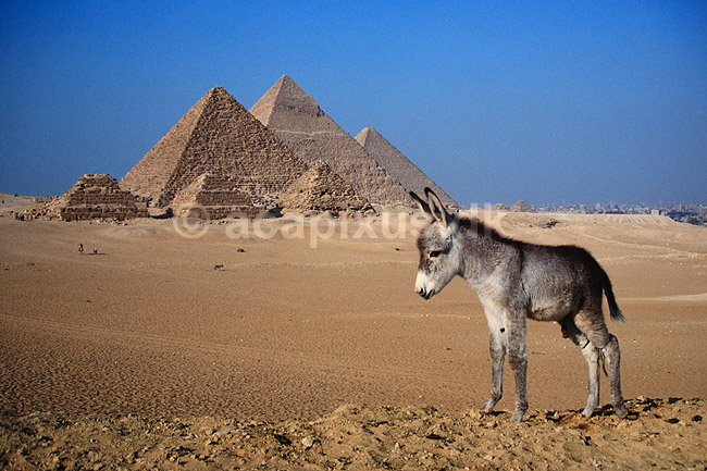 Giza pyramiderne. �sel foran Giza pyramiderne. Fra venstre Mycerinus, Chephren og Cheops ( Scan af KOL91 ) ; ; Giza / Cairo; Egypten; Afrika; ; Pyramide, pyramider