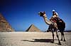 Giza pyramiderne. Kamel foran Giza pyramiderne. Fra venstre Mycerinus, Chephren og Cheops ( Scan af KOL94 )   Giza / Cairo Egypten Afrika  Pyramide, pyramider