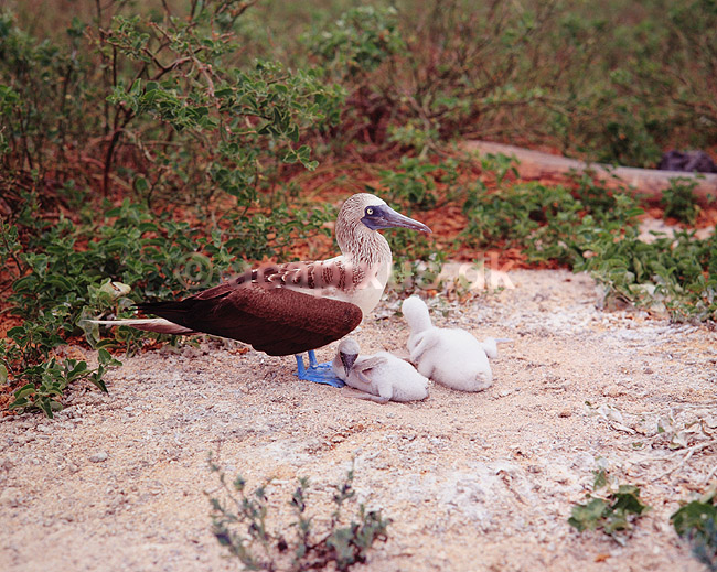 Bl�fodet sule. Bl�fodet sule ( Scan af KOL5026 ); Sula nebouxii, Sulidae; North Seymour / Galapagos; Equador; Sydamerika; fugle; Suler