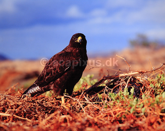Galapagosmusv�ge. Galapagosmusv�ge ( Scan af KOL5032 ); Buteo galapagoensis, Accipitridae; San Salvador / Galapagos; Equador; Sydamerika; fugle; Musv�ger, rovfugl, rovfugle