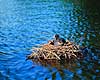 Blish�ne. Blish�ne p� rede med unger ( Scan af KOL4036 ) Fulica atra, Rallidae Frederiksberg Have / K�benhavn   fugle Blish�ns
