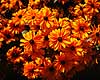 Solhat. Solhat ( Scan af KOL4756 ) Rudbeckia hirta, Asteraceae Landboh�jskolens Have / Frederiksberg   planter Kurveblomst-familien, Asteraceae, Compositae, blomst, blomster, haveblomst, haveblomster