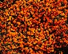 Fl�jlsblomst. Fl�jlsblomst ( Scan af KOL4766 ) Tagetes - patula hybrid, Asteraceae Landboh�jskolens Have / Frederiksberg   planter Kurveblomst-familien, Asteraceae, Compositae, blomst, blomster, haveblomst, haveblomster
