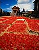 Chillipeber. Chilli peber lagt til t�rre p� torv ( Scan af KOL4229 ) Capsicum spec., Solanaceae Bhaktapur Nepal Asien planter Natskygge-familien, Solanaceae, krydderi, krydderier