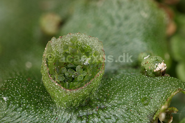 Levermos. Almindelig Levermos blad med gamma cup. Levermosserne er den primitiveste form for landplanter efter algerne ; Marchantia polymorpha; ; ; ; planter; Levermosser, mosser, Liverwort, Marchantiophyta, Bryophyta, mos