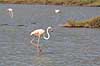 Flamingoer. Europ�iske store flamingoer i lagune i Carmargue n�r Saintes-Maries-de-la-Mer Phoenicopterus ruber Camargue Frankrig  fugle Europ�isk stor flamingo, Phoenicopteridae
