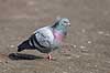 Klippedue. Tamdue ved Damhuss�en Columba domesticus Utterslev mose   fugle Columba livia domesticus, duer, Duefugle, Columbiformes