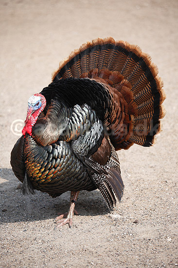 Kalkunkok. Kalkun; Meleagris gallopavo; ; ; ; fugle; Fasanfugle, Phasianidae, H�nsefugle, Galliformes, kalkuner