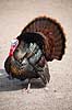 Kalkunkok. Kalkun Meleagris gallopavo    fugle Fasanfugle, Phasianidae, H�nsefugle, Galliformes, kalkuner
