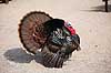 Kalkunkok. Kalkun Meleagris gallopavo    fugle Fasanfugle, Phasianidae, H�nsefugle, Galliformes, kalkuner