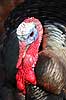 Kalkunkok. Kalkun Meleagris gallopavo    fugle Fasanfugle, Phasianidae, H�nsefugle, Galliformes, kalkuner