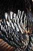 Kalkunkok. Kalkun Meleagris gallopavo    fugle Fasanfugle, Phasianidae, H�nsefugle, Galliformes, kalkuner