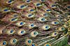 P�fugl. Indisk p�fuglekok med halefjerene rejst Pavo cristatus    fugle Indisk p�fugl, Fasanfugle, Phasianidae, H�nsefugle, Galliformes, p�fugle