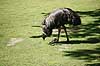 Nandu. Almindelig nandu med kylling Rhea americana    fugle Nanduer, Strudsefugle, Struthionidae