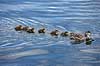 Krikand. Krikand med �llinger Anas crecca, Anatidae H�kens�s Sverige  fugle And, �nder, andefugl, andefugle, krik�nder
