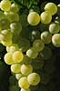 Vindruer. Gr�nne vindruer p� vinstokke n�r Agde Vitis vinifera Agde / Roussillon languedoc Frankrig  planter vin, vinproduktion, hvidvin