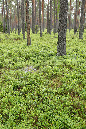 Fyrreskov. Fyrreskov med lyngbevoksning; ; H�kens�s; Sverige; ; ; Skove, tr�er, t�mmer, skovdrift