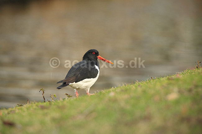Strandskade. Strandskade s�ger f�de i gr�sset langs kanal i Den Haag; Haematopus ostralegus; Den Haag; Holland; ; fugle; Strandskader, Haematopodidae, M�gefugle og vadefugle, Charadriiformes