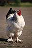 Brahmakok. Brahma racekok af farven hvidsortcolumbia Gallus domesticus Loosduinen - kinderboerderij / Den Haag Holland  fugle Raceh�ns, racehane, Fasanfugle, Phasianidae, H�nsefugle, Galliformes, h�ns, hane