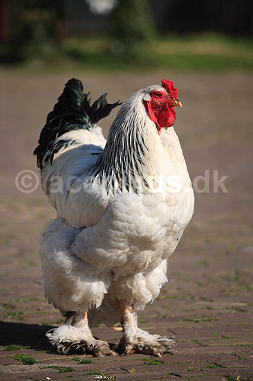 Brahmakok. Brahma racekok af farven hvidsortcolumbia; Gallus domesticus; Loosduinen - kinderboerderij / Den Haag; Holland; ; fugle; Raceh�ns, racehane, Fasanfugle, Phasianidae, H�nsefugle, Galliformes, h�ns, hane